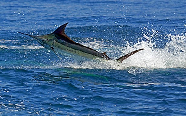 Marlin Sport fishing costa rica