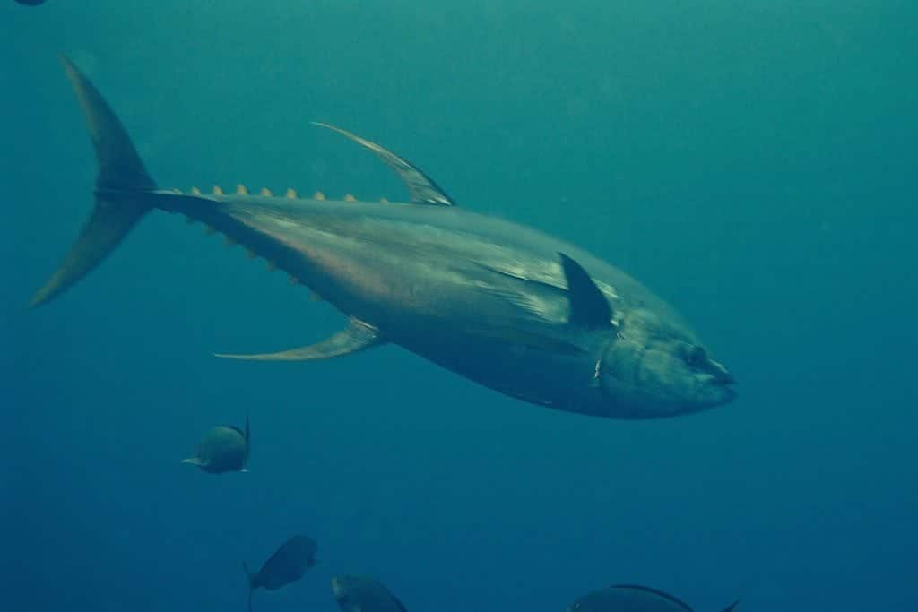 Yellowfin tuna in costa rica