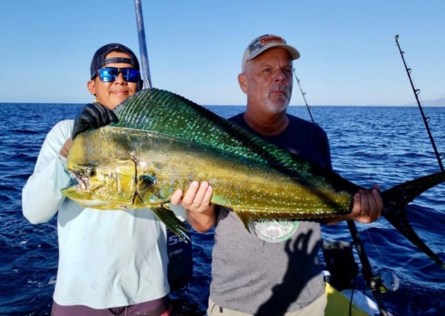 Mahi Mahi Fish