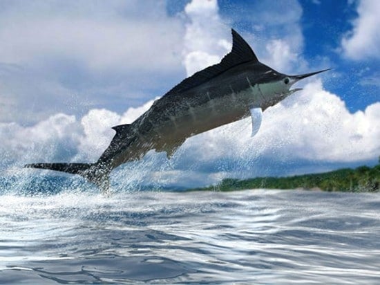 marlin Fishing