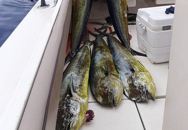 Dorado Fish