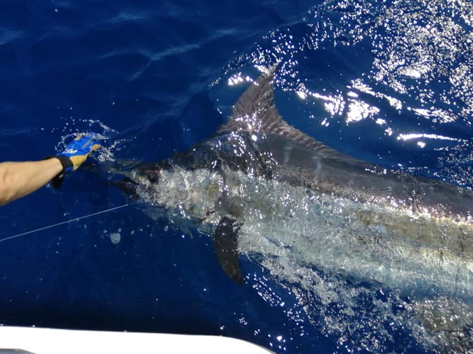 Marlin Sport Fishing Adventure